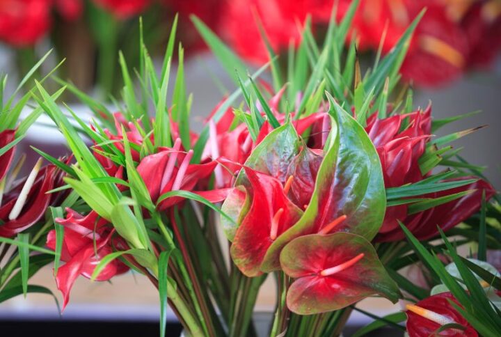 Un bouquet d’anthurium : L’atout chic et durable de votre déco