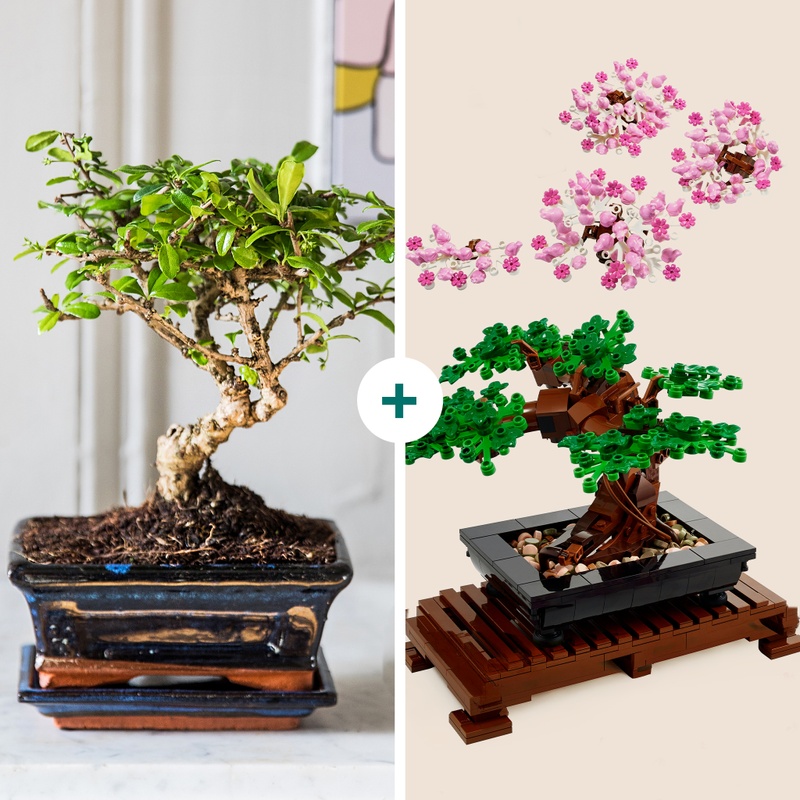 bonsai carmona avec bonsai lego modulable interflora disponible sur le comparateur bloomyrama