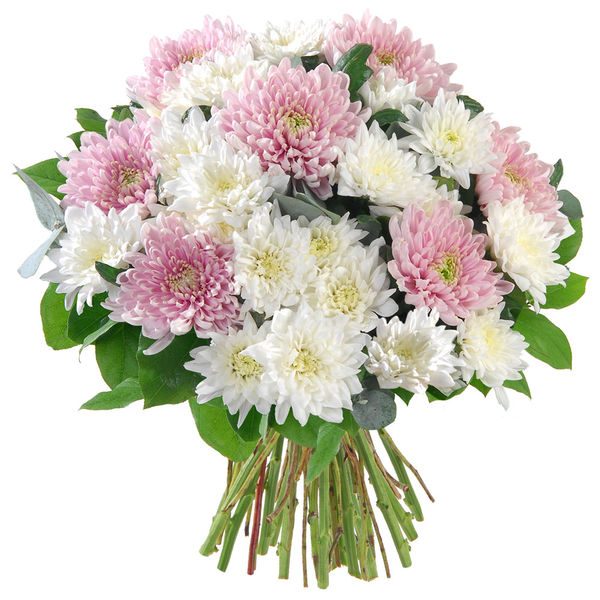 bouquet de chrysanthèmes fleurs de deuil Florajet disponible sur le comparateur bloomyrama