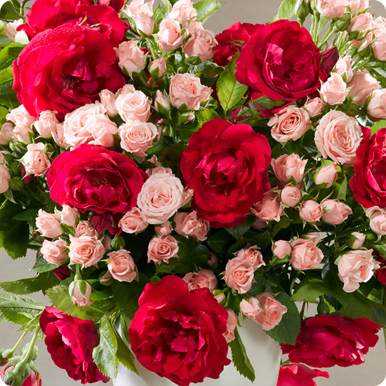 bouquet du fleuriste rose et rouge 123fleurs disponible sur le comparateur bloomyrama