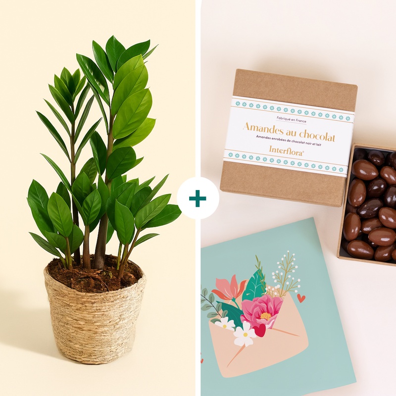 Zamioculcas plante ZZ avec ballotin d amandes chocolatées Interflora bloomyrama