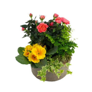 Composition Souvenirs Florajet rosier primevère hommage floral doux raffiné bloomyrama