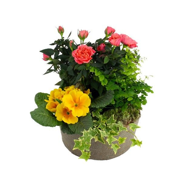 Composition Souvenirs Florajet rosier primevère hommage floral doux raffiné bloomyrama