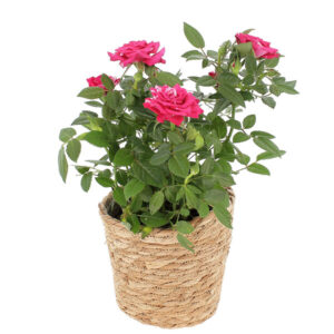 Rosier Bicolore en pot Florajet intérieur terrasse jardin fleurs durables bloomyrama