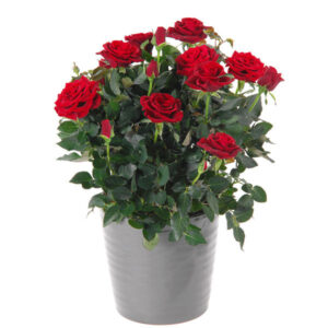 Rosier en pot Florajet fleurs plantes maison jardin durable bloomyrama