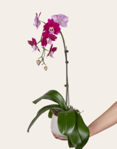 Orchidée d’exception cache-pot céramique Monsieur Marguerite vu sur comparateur bloomyrama