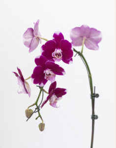 Orchidée rose d’exception cache-pot céramique Monsieur Marguerite vu sur le comparateur bloomyrama