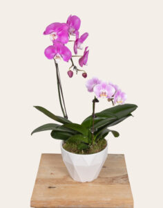 Composition 2 Orchidées cache-pot céramique Monsieur Marguerite vue sur le comparateur bloomyrama