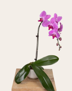 Orchidée d’exception cache-pot céramique Monsieur Marguerite comparaison de fleurs bloomyrama