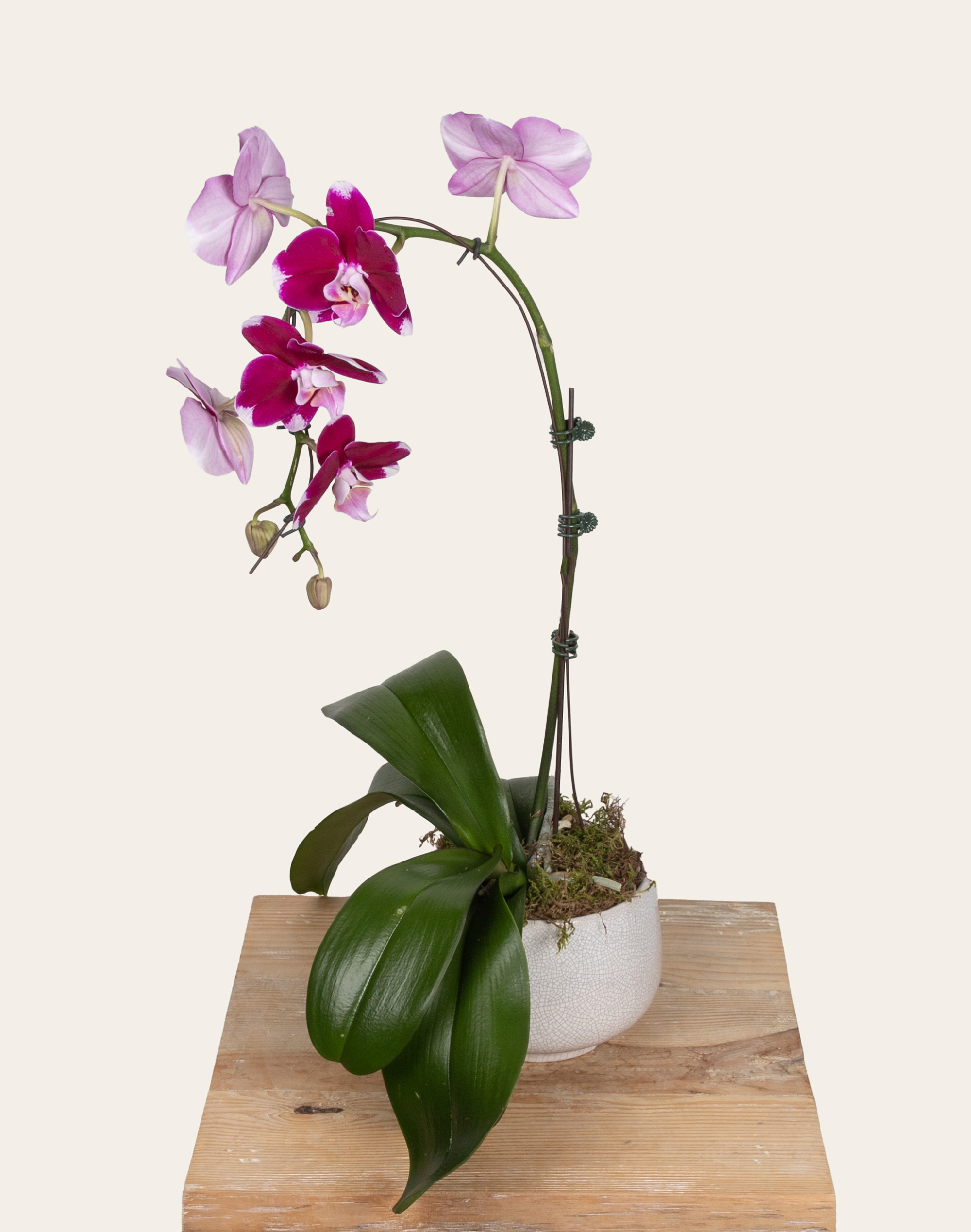 Pot Orchidée d’exception cache-pot céramique Monsieur Marguerite vu sur le comparateur bloomyrama