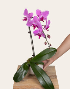 Pot Orchidée d’exception rose cache-pot céramique Monsieur Marguerite vu sur le comparateur bloomyrama