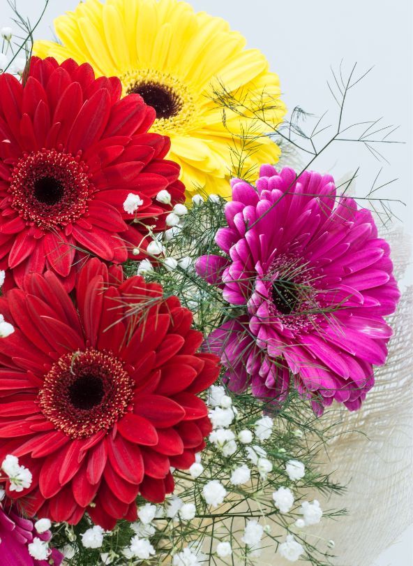 gerberas à offrir entre amis comparateur de fleurs bloomyrama