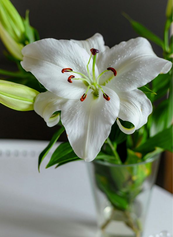 lys blancs à offrir entre amis comparateur de fleurs bloomyrama
