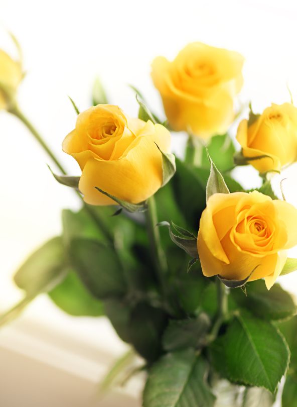 roses jaunes à offrir entre amis comparateur de fleurs bloomyrama