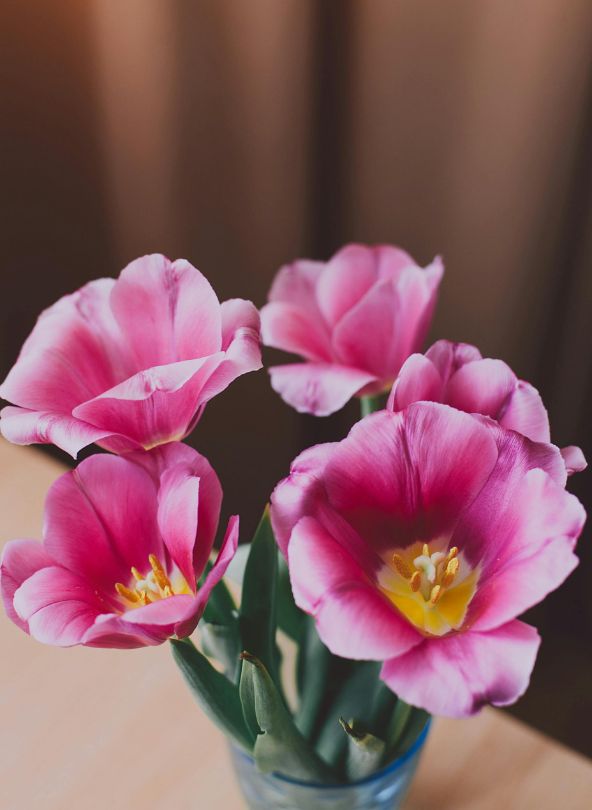 tulipes roses à offrir entre amis comparateur de fleurs bloomyrama