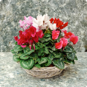Composition de cyclamens rouges roses et blancs en corbeille naturelle 123fleurs vue sur le comparateur bloomyrama