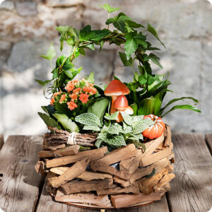 Composition végétale extérieure Forêt du Souvenir 123fleurs vu sur le comparateur bloomyrama