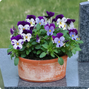 Coupe de pensées mauves et blanches pour hommage 123fleurs vue sur le comparateur bloomyrama