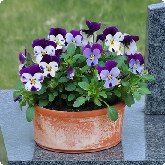 Coupe de pensées mauves et blanches pour hommage 123fleurs vue sur le comparateur bloomyrama