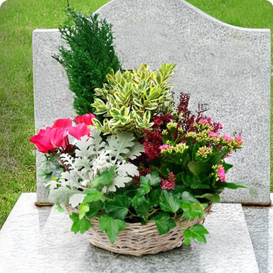 Panier fleuri En souvenir avec cyclamen bruyère et lierre 123fleurs vu sur le comparateur bloomyrama