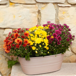 Mini composition de chrysanthèmes pomponnettes colorées 123fleurs vue sur le comparateur bloomyrama