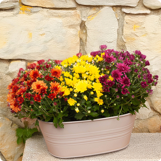 Mini composition de chrysanthèmes pomponnettes colorées 123fleurs vue sur le comparateur bloomyrama
