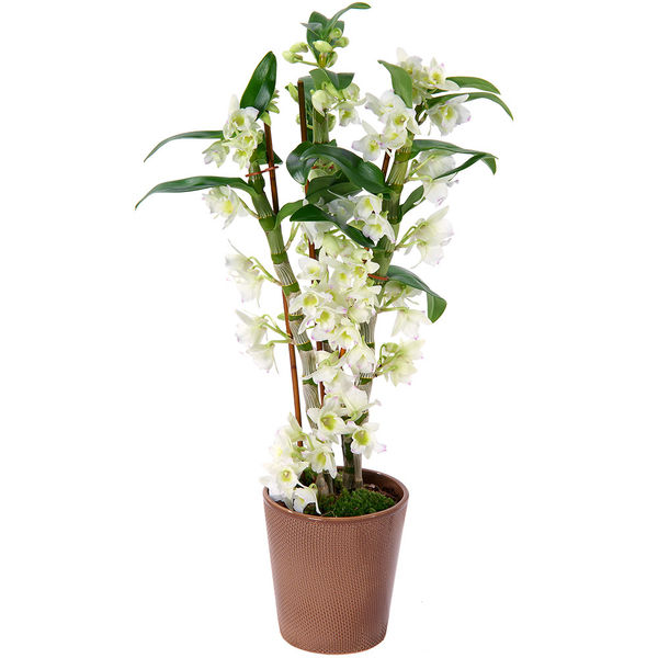 Orchidée Dendrobium blanche Florajet comparateur de fleurs bloomyrama