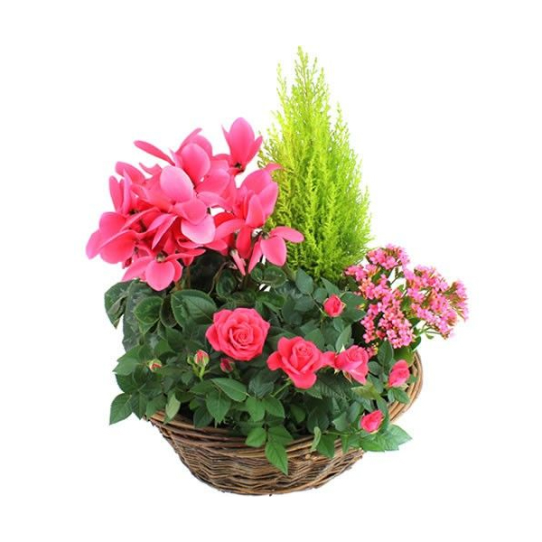 Composition plantes cyprès rosier hommage Symphonie Florajet comparateur de fleurs bloomyrama