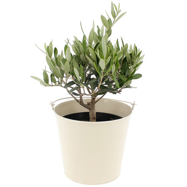 Olivier en pot feuillage argenté arbre méditerranéen Florajet comparateur de fleurs bloomyrama