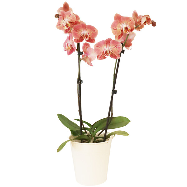Orchidée Phalaenopsis fleurs délicates plante d’intérieur Florajet comparateur de fleurs bloomyrama