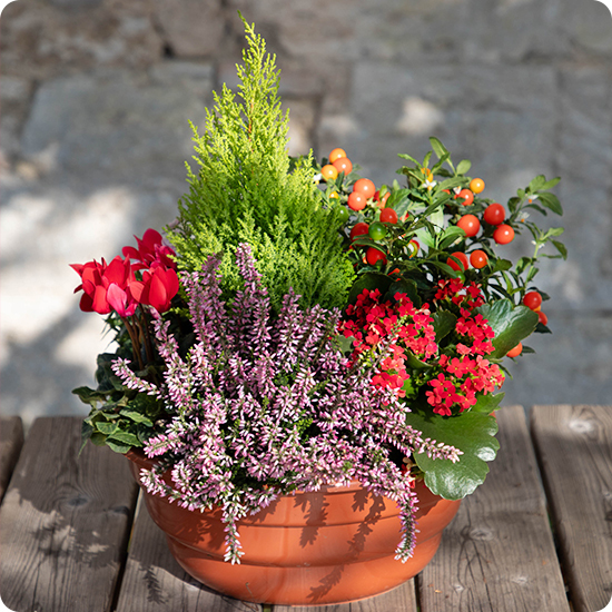 Jardinière Saison Fleurie cyclamens bruyères kalanchoés piments cyprès 123fleurs disponible sur bloomyrama