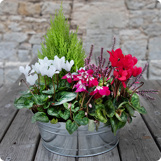 Coupe de Saison cyclamens rouges roses blancs bruyères cyprès 123fleurs disponible sur bloomyrama