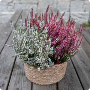 Coupe de Callunas callunas roses blancs fuchsia panier tressé 123fleurs disponible sur bloomyrama