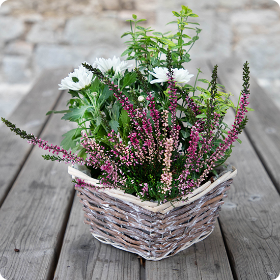 Petit Jardin bruyères chrysanthèmes blancs feuillage panier 123fleurs disponible sur bloomyrama