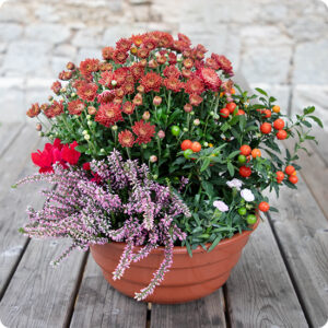 Jardinière Flamme Souvenir chrysanthèmes bruyères cyclamens feuillages 123fleurs disponible sur bloomyrama