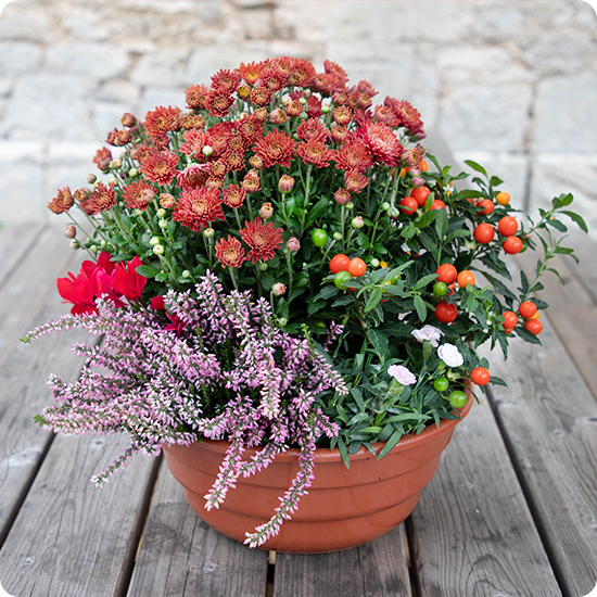 Jardinière Flamme Souvenir chrysanthèmes bruyères cyclamens feuillages 123fleurs disponible sur bloomyrama