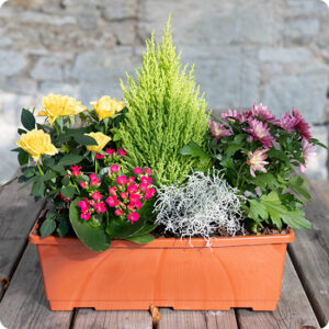 Jardinière Lumière d'Octobre fleurs jaunes roses violettes vertes 123fleurs disponible sur bloomyrama