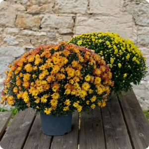 Duo de pomponnettes chrysanthèmes colorés format généreux 123fleurs disponible sur le comparateur bloomyrama