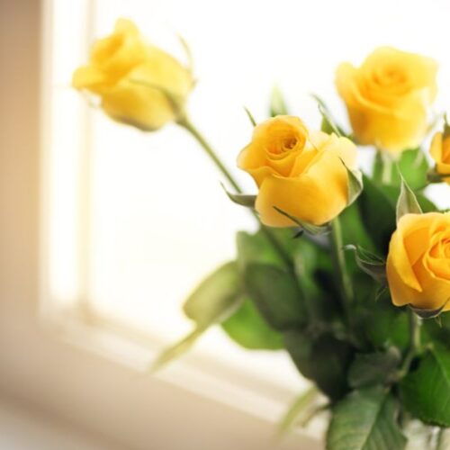 Tout savoir sur la rose jaune : la fleur de l’amitié à offrir en toute occasion