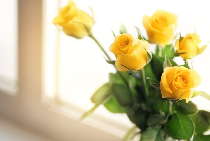 Tout savoir sur la rose jaune : la fleur de l’amitié à offrir en toute occasion