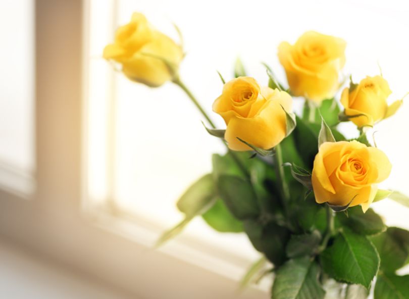 guide des roses jaunes à comparer et offrir sur bloomyrama