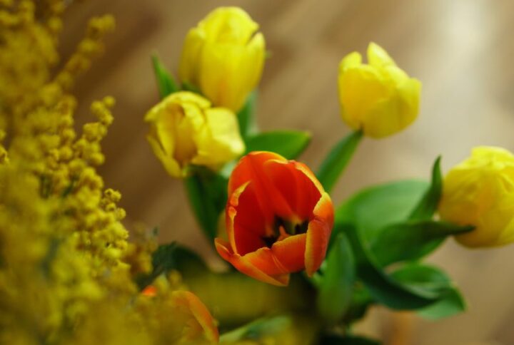 Les fleurs d’hiver pour illuminer votre intérieur