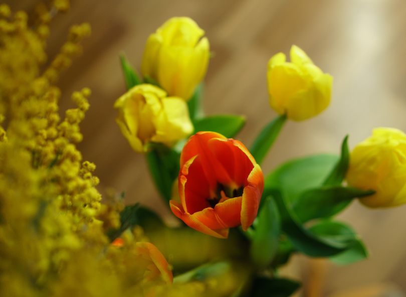Bouquet de fleurs de saison hiver tulipes mimosa comparateur de fleurs bloomyrama