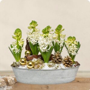 Composition jacinthes blanches mousse et elements dores en contenant metal disponible sur le comparateur bloomyrama