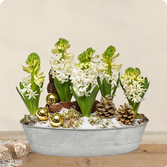 Composition jacinthes blanches mousse et elements dores en contenant metal disponible sur le comparateur bloomyrama