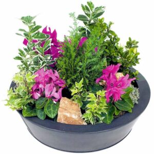 Coupe de plantes cyclamen avec fusain buis lierre et cyprès florajet disponible sur le comparateur bloomyrama