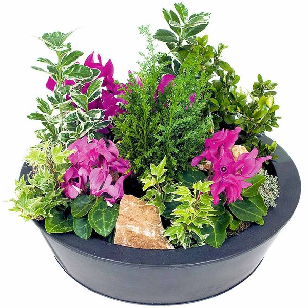 Coupe de plantes cyclamen avec fusain buis lierre et cyprès florajet disponible sur le comparateur bloomyrama