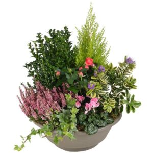 Coupe de plantes Dédicace avec rosier et cyclamen pour hommage funéraire disponible sur le comparateur bloomyrama