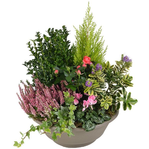 Coupe de plantes Dédicace avec rosier et cyclamen pour hommage funéraire disponible sur le comparateur bloomyrama