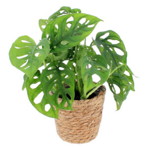 Monstera Obliqua au feuillage ajouré exotique dans son pot FLORAJET disponible sur le comparateur bloomyrama